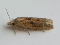 Eucosma ochrocephala