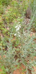 Teucrium racemosum