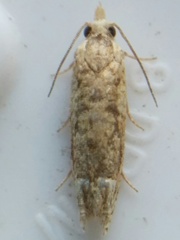 Eucosma ochrocephala