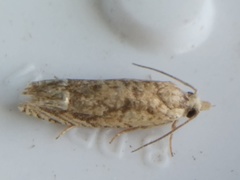 Eucosma ochrocephala