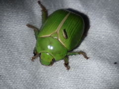 Anoplognathus prasinus