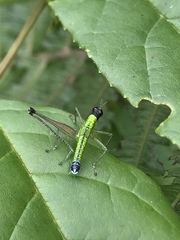 Zeromastax selenesii