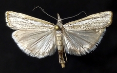 Agriphila attenuatus
