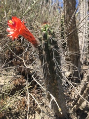 Borzicactus sepium