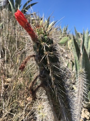 Borzicactus sepium
