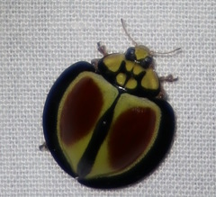 Australoneda bourgeoisi