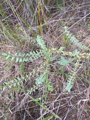 Pimelea villosa
