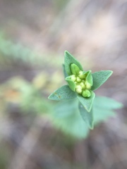 Pimelea villosa