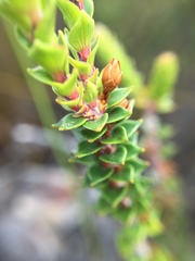 Epacris pauciflora