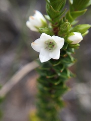 Epacris pauciflora