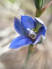 Thelymitra aemula