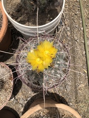 Hamatocactus