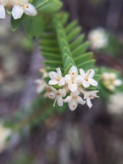 Pimelea villosa