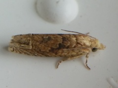 Eucosma ochrocephala