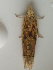 Eucosma ochrocephala