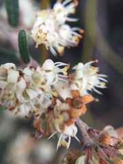 Pomaderris phylicifolia