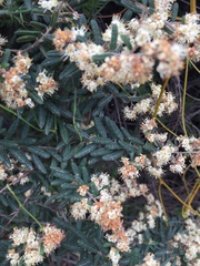 Pomaderris phylicifolia
