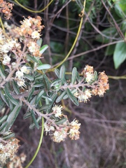 Pomaderris phylicifolia