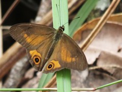 Hypocysta irius