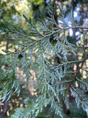 Chamaecyparis pisifera