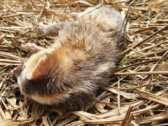 Melogale subaurantiaca