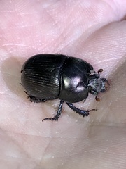 Geotrupes blackburnii