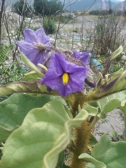 Solanum crinitipes