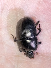 Geotrupes blackburnii