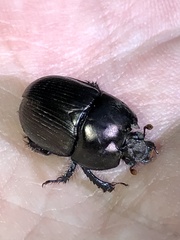 Geotrupes blackburnii