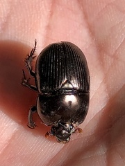 Geotrupes blackburnii