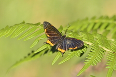 Barbicornis basilis
