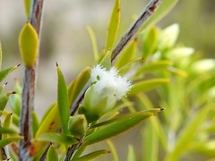 Styphelia leptospermoides