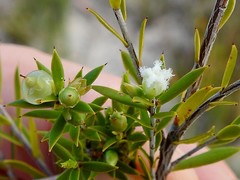 Styphelia leptospermoides