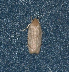 Antaeotricha haesitans