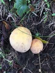 Calvatia rubroflava