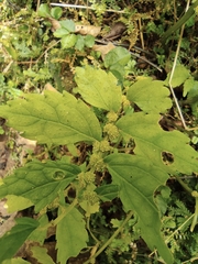 Elatostema involucratum