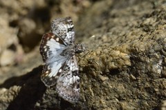 Chiomara asychis