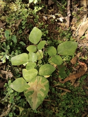 Hylodesmum podocarpum