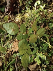 Hylodesmum podocarpum