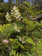 Pimelea linifolia linifolia