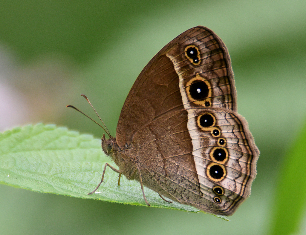 Bushbrowns