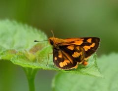 Taractrocera luzonensis