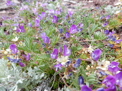 Astragalus vexilliflexus
