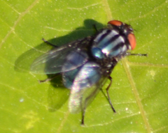 Compsomyiops callipes