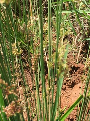 Juncus usitatus