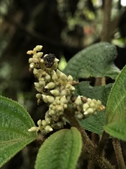Miconia subseriata