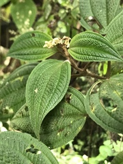 Miconia subseriata