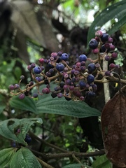 Miconia subseriata