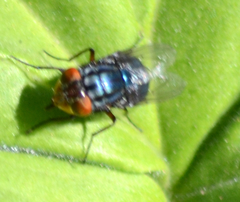 Compsomyiops callipes