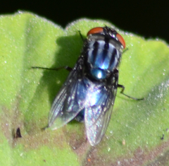 Compsomyiops callipes